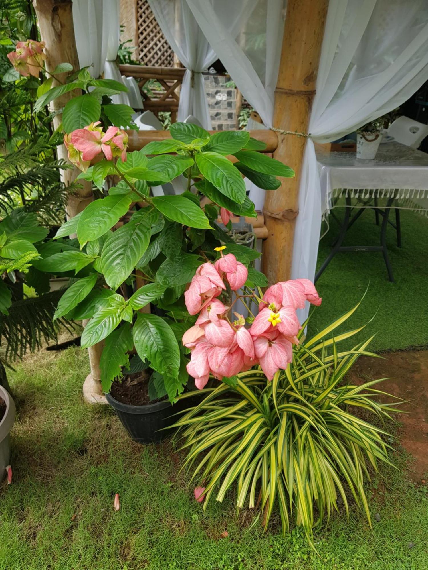 Ferienwohnung Hidden Haven Coron Exterior foto